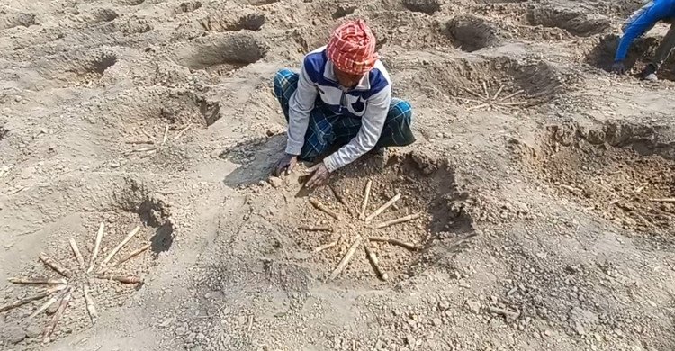 রিং পিট পদ্ধতিতে আখ চাষে নতুন দিগন্ত: দর্শনা কেরু চিনিকলে উদ্বোধন করলেন শিল্প সচিব